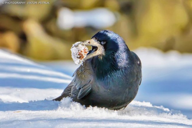 Волинський фотограф показав неймовірну красу птахів, які лишились зимувати в Луцьку. ФОТО