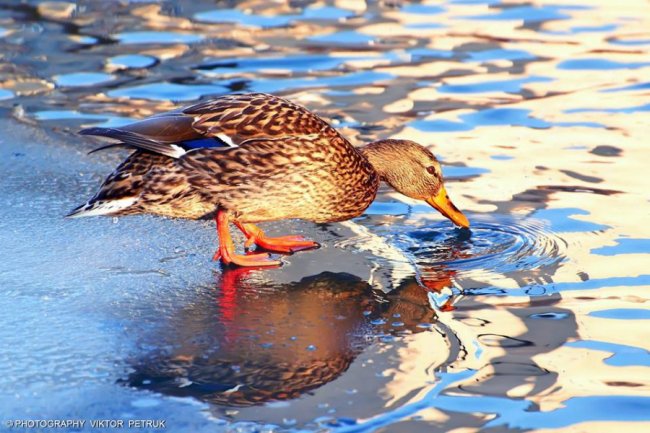 Волинський фотограф показав неймовірну красу птахів, які лишились зимувати в Луцьку. ФОТО