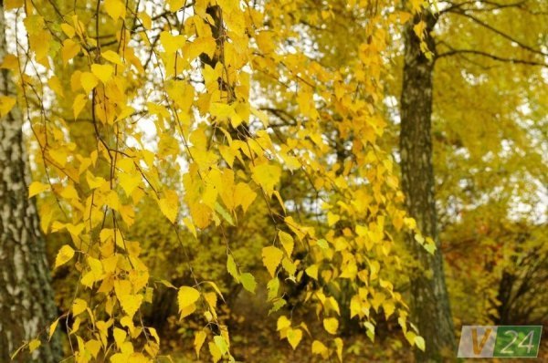 Луцький фотограф показав красу осені в музеї-скансені