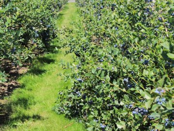 На Волині закладають нові плантації під найдорожчу в Україні ягоду 