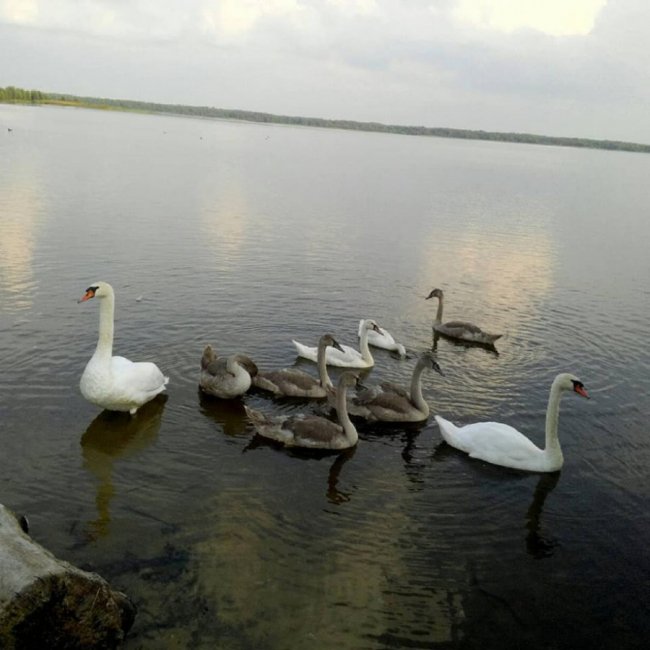 Волинянка показала, як на озері підростали семеро лебедят