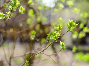 Невдовзі на Волинь прийде справжнє літо
