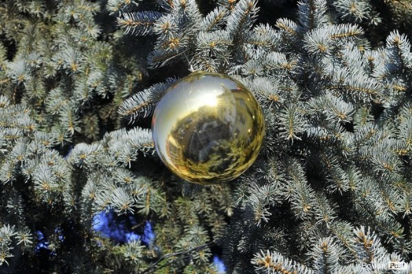 Новий Рік приходить: Луцькі ялинки прикрашають