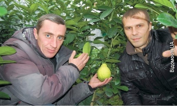 Під Луцьком вирощують диво-лимони