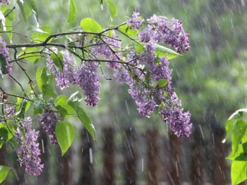 Погода в Луцьку та Волинській області на четвер, 14 травня