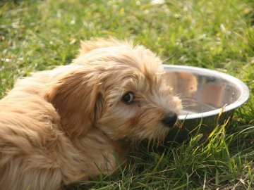 Волинський ветеринар пояснив, як не можна рятувати від спеки тварин