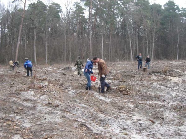 Чиновники на чолі з Колісником садили ліс