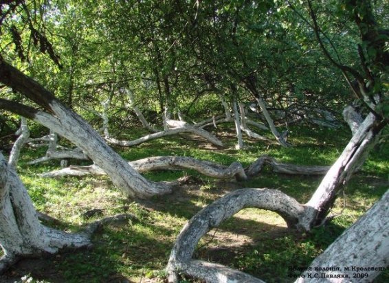 Унікальна Україна: 24 куточки, створені природою та людиною. ФОТО