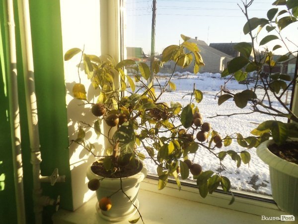 Заступник мера на Волині вирощує лимони, мандарини і  гусей. ФОТО