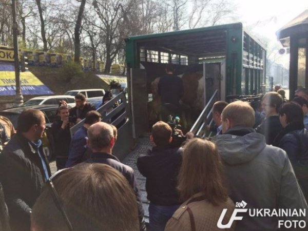 Ляшко зібрав під Кабміном корів. ФОТО. ВІДЕО