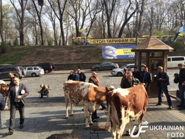 Ляшко зібрав під Кабміном корів. ФОТО. ВІДЕО