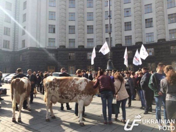 Ляшко зібрав під Кабміном корів. ФОТО. ВІДЕО