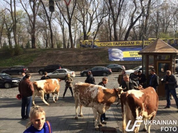 Ляшко зібрав під Кабміном корів. ФОТО. ВІДЕО
