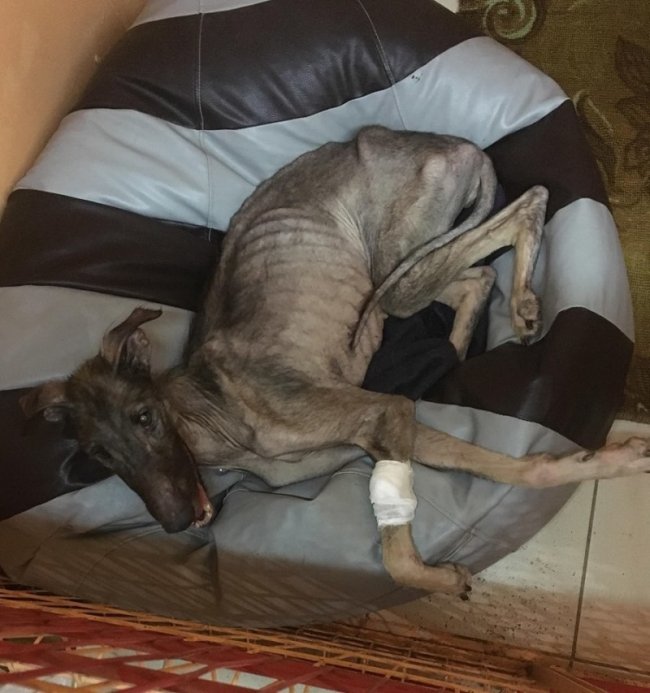 Белла у серпні 2018