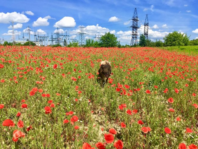 Так Белла виглядає зараз