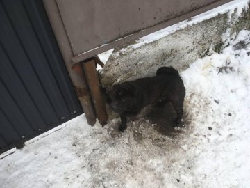 На Волині врятували песика, лапа якого застрягла між парканом та бетонною огорожею