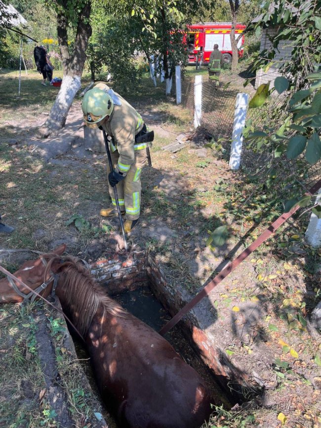 На Волині з льоху та вигрібної ями витягували коня і пса. ФОТО
