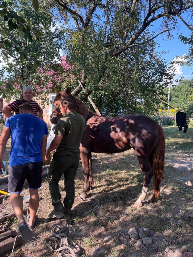 На Волині з льоху та вигрібної ями витягували коня і пса. ФОТО