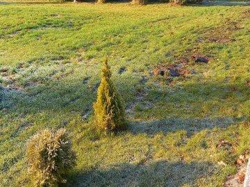 У лісництві на Волині вандали з корінням вирвали і викрали молоді деревця. ФОТО