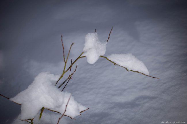 Показали красу зимового волинського лісу: чарівні фото