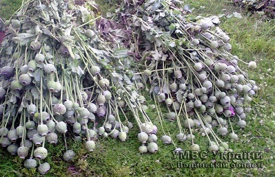 На Волині боролись із незаконними посівами маку та коноплі. ФОТО