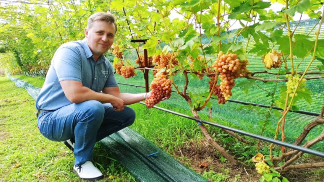 Одне гроно – 2,5 кілограми: волинський аграрій вирощує понад пів сотню сортів винограду. ФОТО