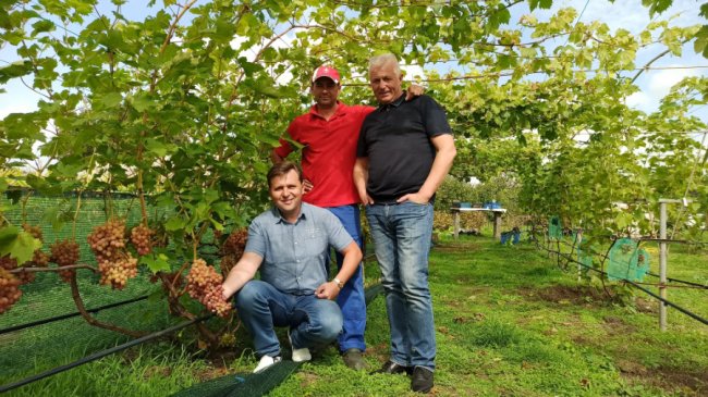 Одне гроно – 2,5 кілограми: волинський аграрій вирощує понад пів сотню сортів винограду. ФОТО