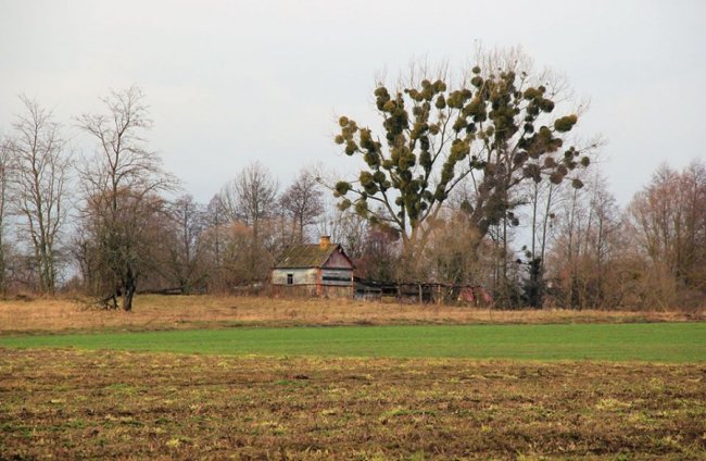 Осінньо-зимові пейзажі на світлинах волинського фотографа