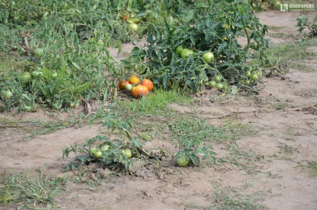 У селі під Луцьком – плантація дешевих помідорів