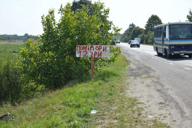 У селі під Луцьком – плантація дешевих помідорів