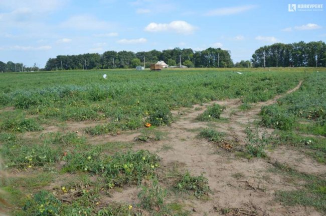У селі під Луцьком – плантація дешевих помідорів
