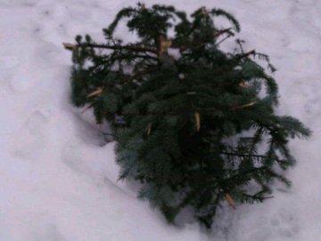 У Центральному парку Луцька невідомі зрізали ялинку