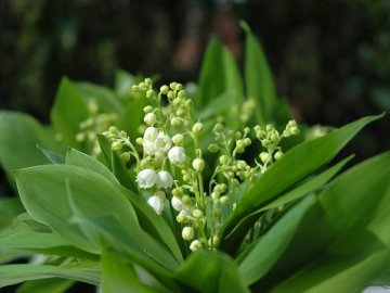 Волинянин, який незаконно торгував конвалією, отримав штраф 34 гривні