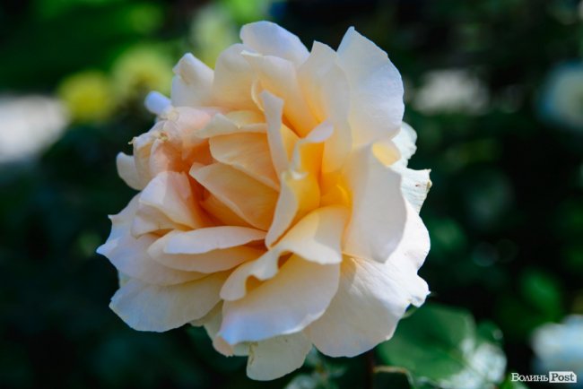 Літні пахощі: головний собор Луцька тоне в трояндах. ФОТОРЕПОРТАЖ