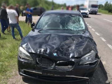 На Рівненщині водій врізався в отару овець, восьмеро тварин загинули