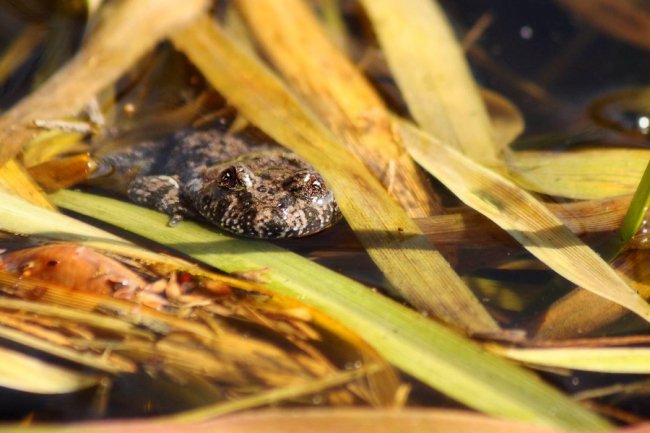 Пробудження природи: гарні світлини першого весняного тепла