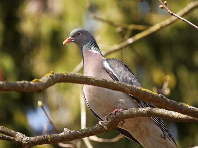 Пробудження природи: гарні світлини першого весняного тепла