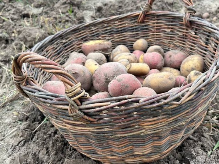 Скільки коштує картопля на ринках Луцька: ціни