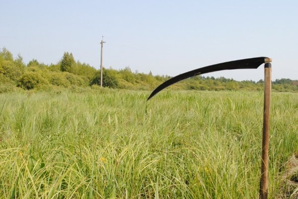 Турнір косарів на Волині. ФОТО. ВІДЕО