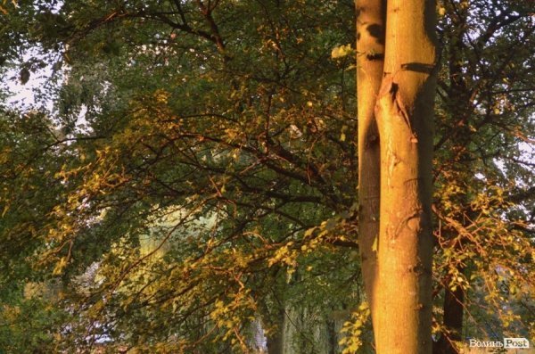 Місто, яке я люблю. Луцьк прокидається. Частина 2