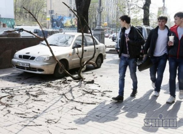 У Києві гілка розбила авто. ФОТО