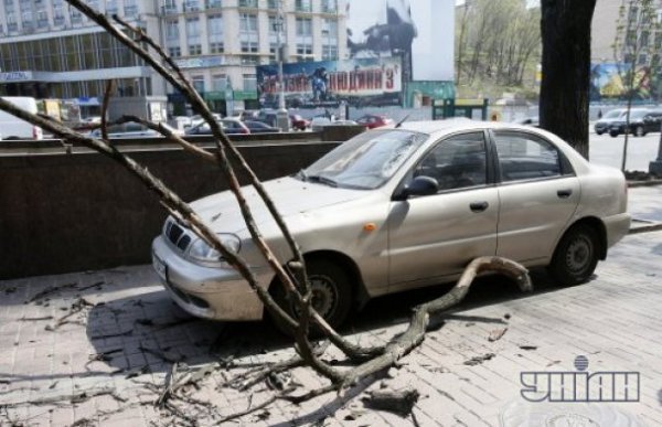 У Києві гілка розбила авто. ФОТО