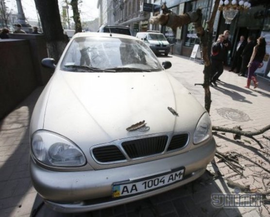 У Києві гілка розбила авто. ФОТО