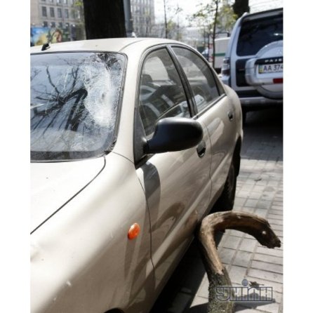 У Києві гілка розбила авто. ФОТО