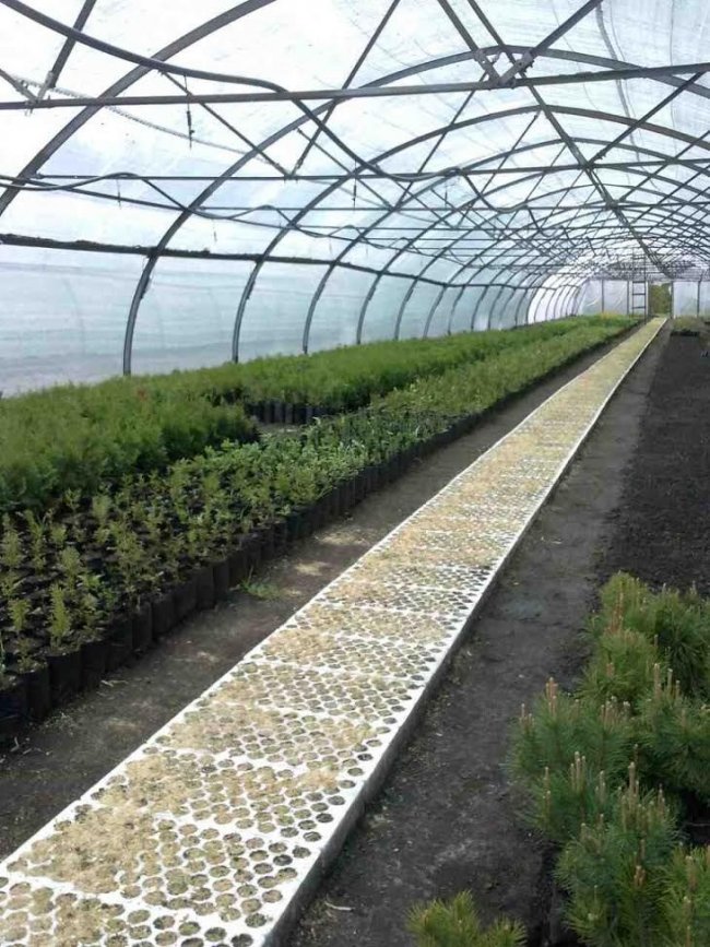 На Волині – один із найбільших лісових розсадників України