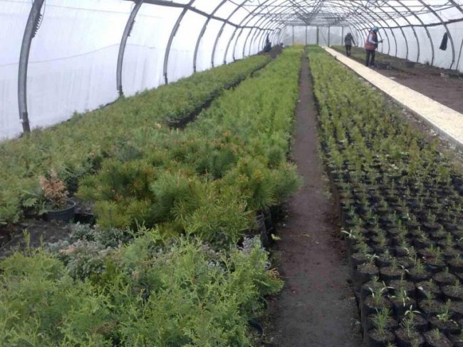 На Волині – один із найбільших лісових розсадників України