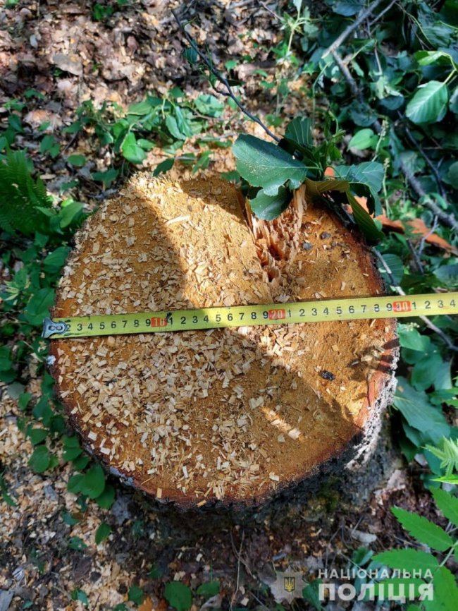 19-річний волинянин накрав лісу на 40 тисяч гривень. ФОТО