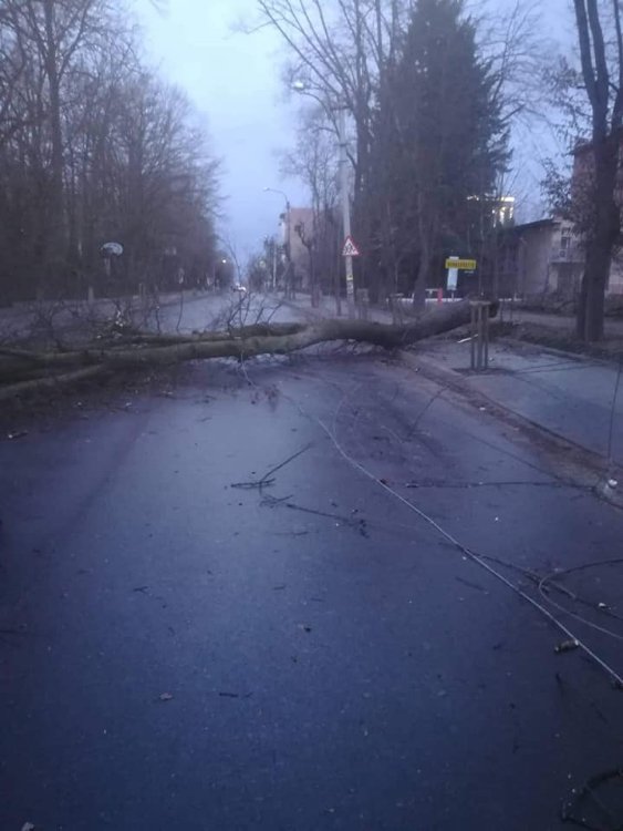 Повалені дерева і розтрощені авто: в Україні вирує ураганний вітер. ФОТО