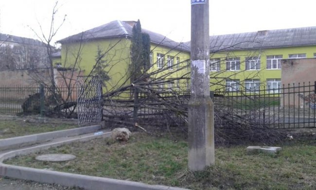 Повалені дерева і розтрощені авто: в Україні вирує ураганний вітер. ФОТО