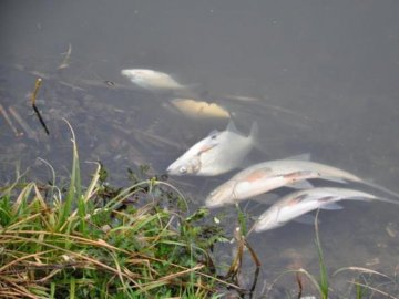 Біля Луцька у Стиру зафіксували загибель риби